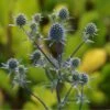 Eryngium Planum - Flachblättrige Mannstreu