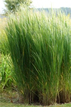 Panicum Virgatum 'Northwind' - Rutenhirse