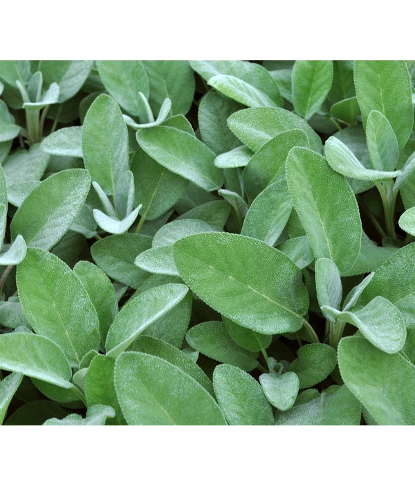 Dehner Gourmet Garten Salbei – Bild 5