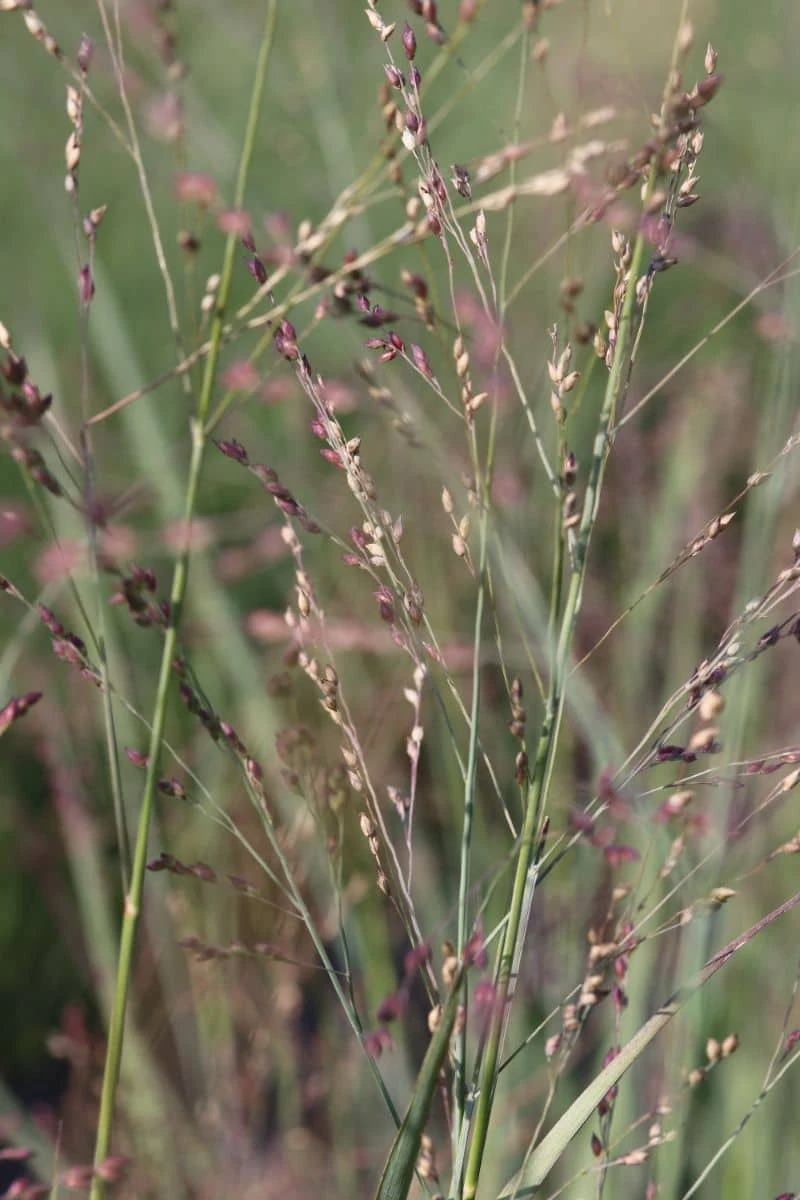 Panicum Virgatum 'Heavy Metal' - Bläuliche Rutenhirse – Bild 2