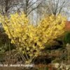 Hamamelis X Intermedia 'Arnold Promise' (Großblütige Zaubernuss)
