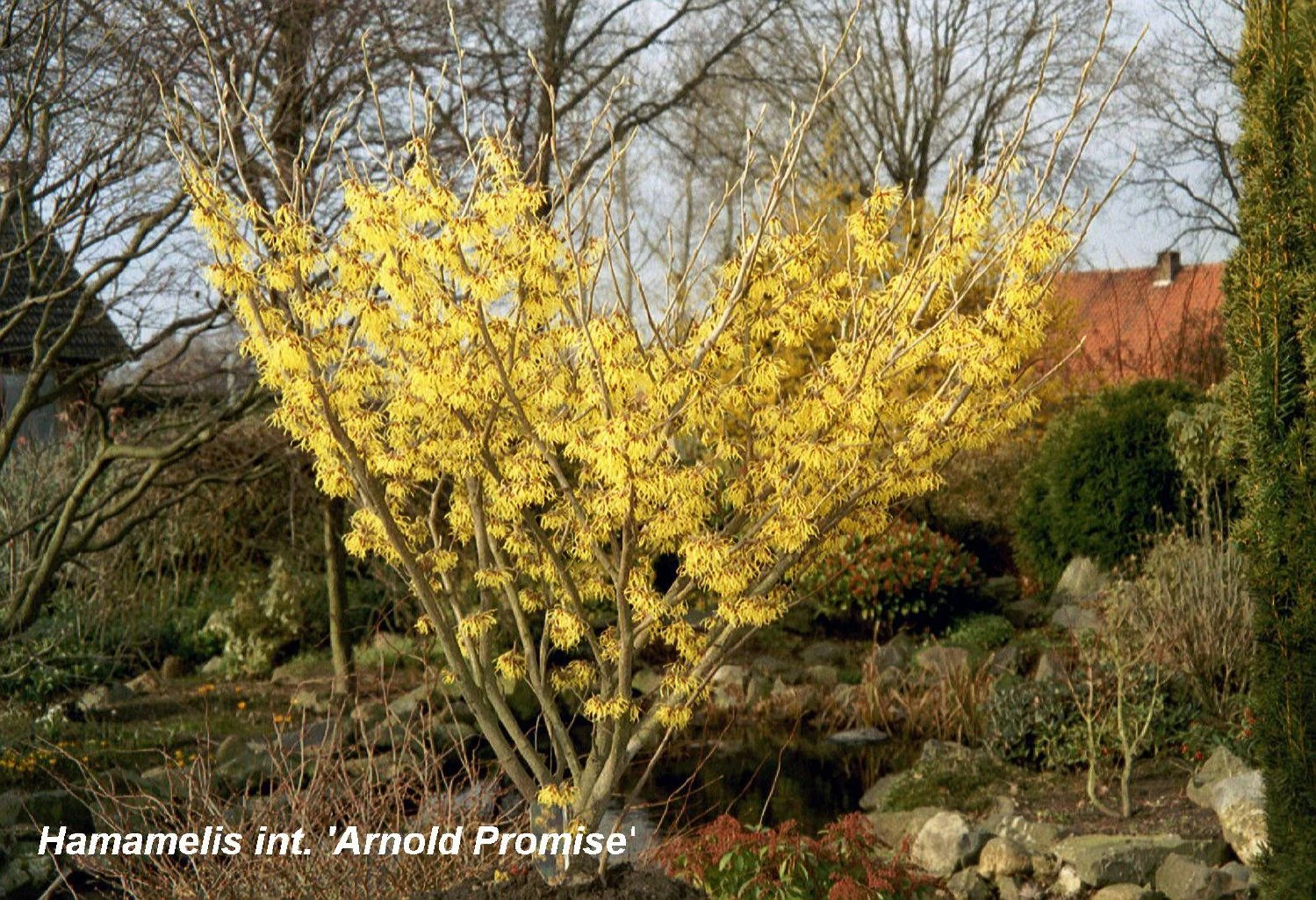 Hamamelis X Intermedia 'Arnold Promise' (Großblütige Zaubernuss)