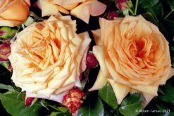 Rose 'Barock' (Strauchrose/Kletterrose)