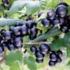 Ribes Nigrum 'Bona' (Schwarze Johannisbeere)