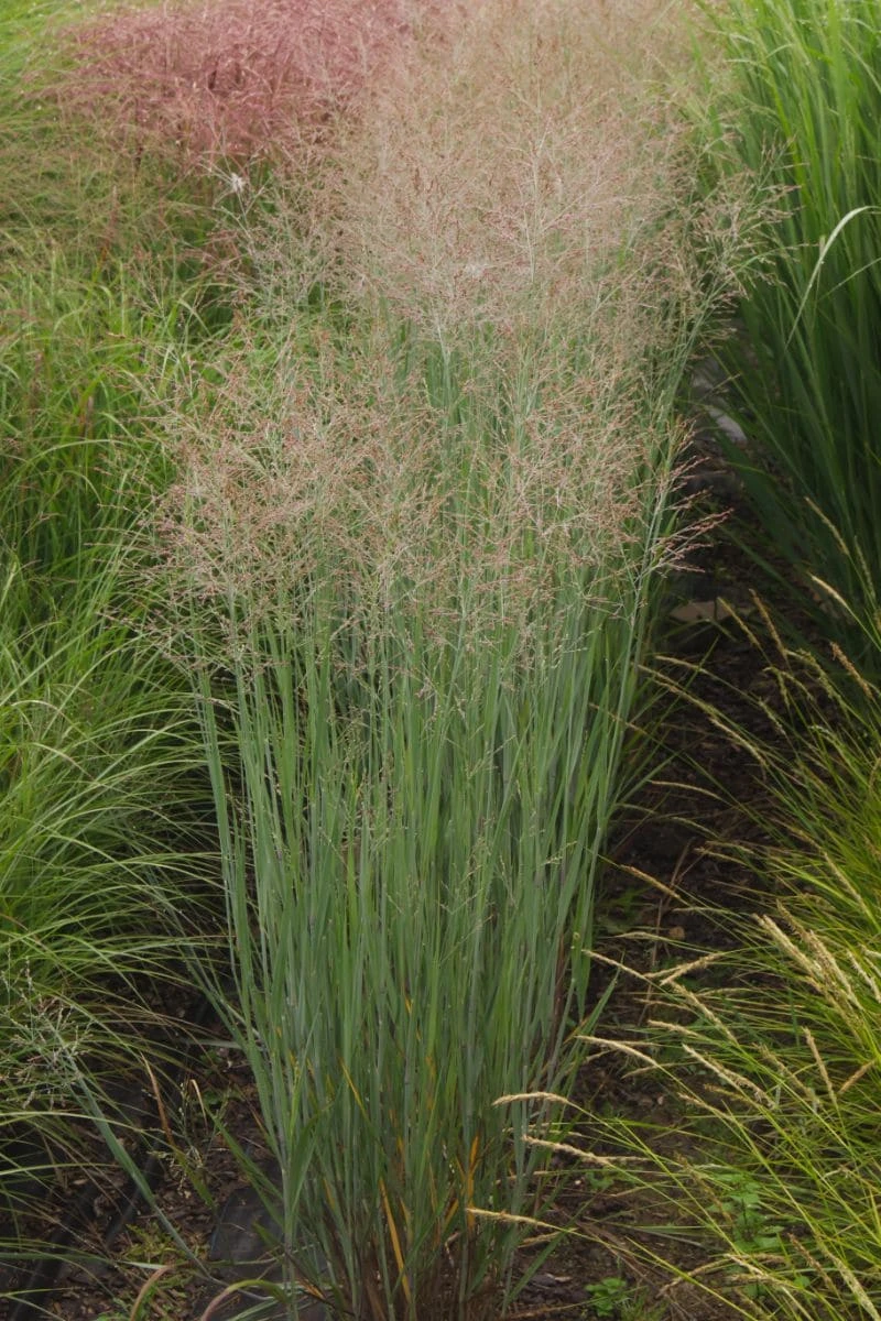 Panicum Virgatum 'Heavy Metal' - Bläuliche Rutenhirse – Bild 4