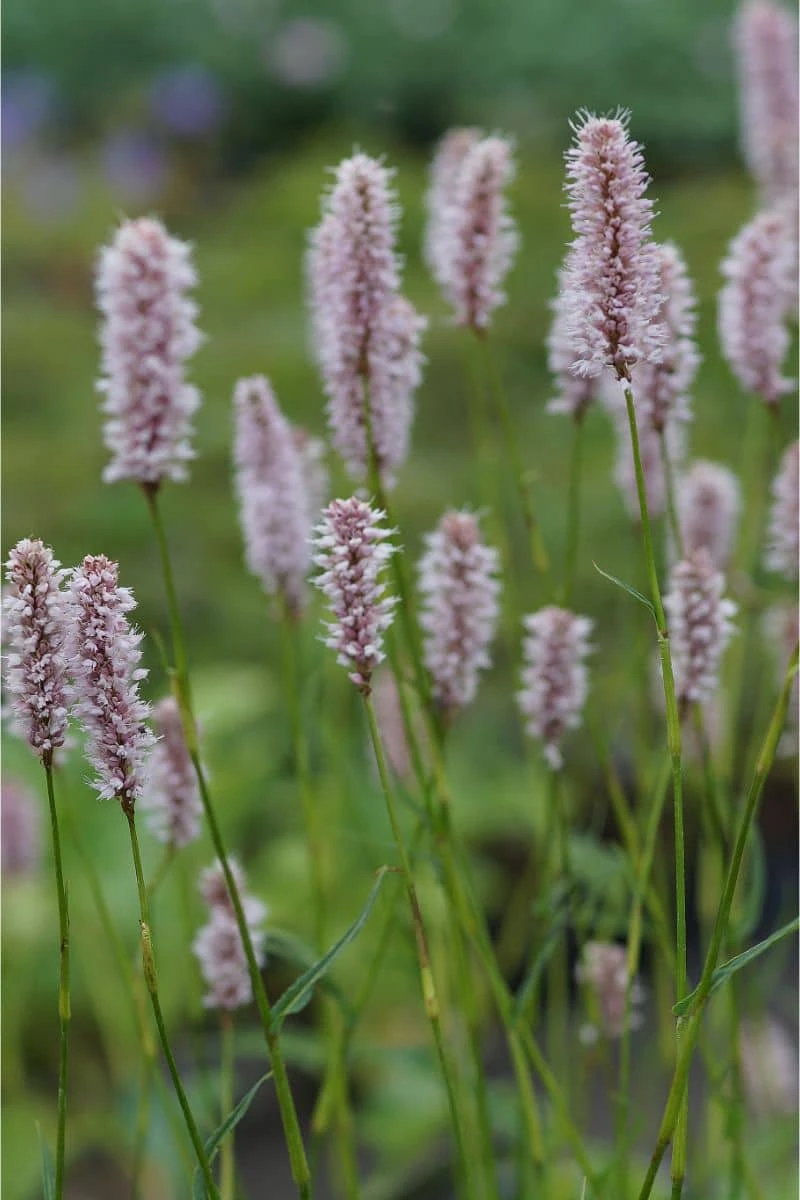 Bistorta Officinalis 'Superbum' - Wiesen-Knöterich, Schlangen-Knöterich – Bild 2