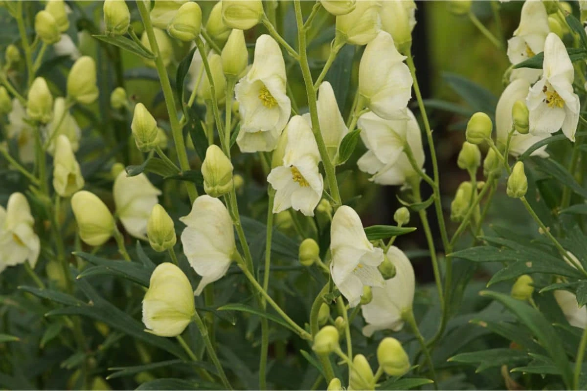 Aconitum Napellus 'Album' - Eisenhut – Bild 2