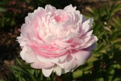Paeonia Lactiflora 'Albert Crousse' (Staudenpfingstrose)