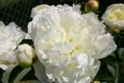 Paeonia Lactiflora 'Duchesse De Nemours' (Staudenpfingstrose)