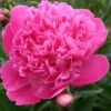 Paeonia Lactiflora 'Edulis Superba' (Staudenpfingstrose)