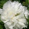 Paeonia Officinalis 'Alba Plena' (Bauerngarten-Pfingstrose)