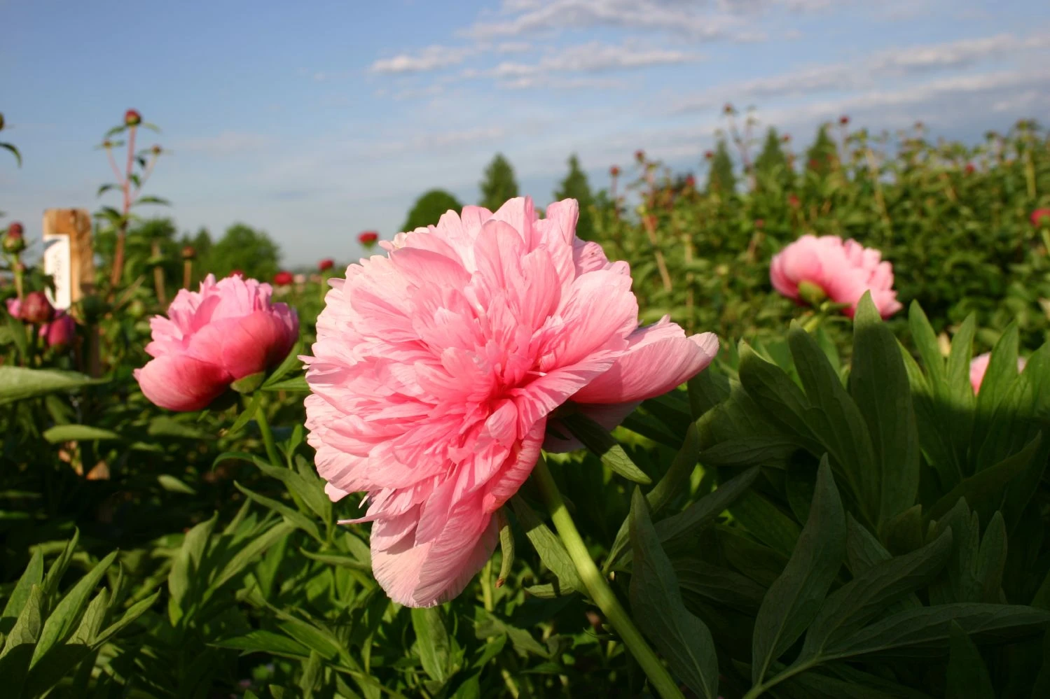 Paeonia Officinalis 'Rosea Plena' (Bauerngarten-Pfingstrose) – Bild 2