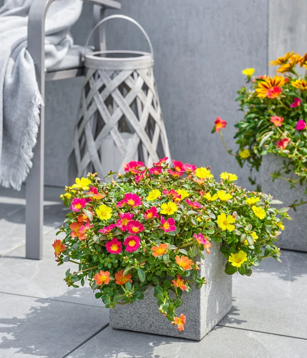 Dehner Polystone-Topf Sydney, Quadratisch, Grau – Bild 3