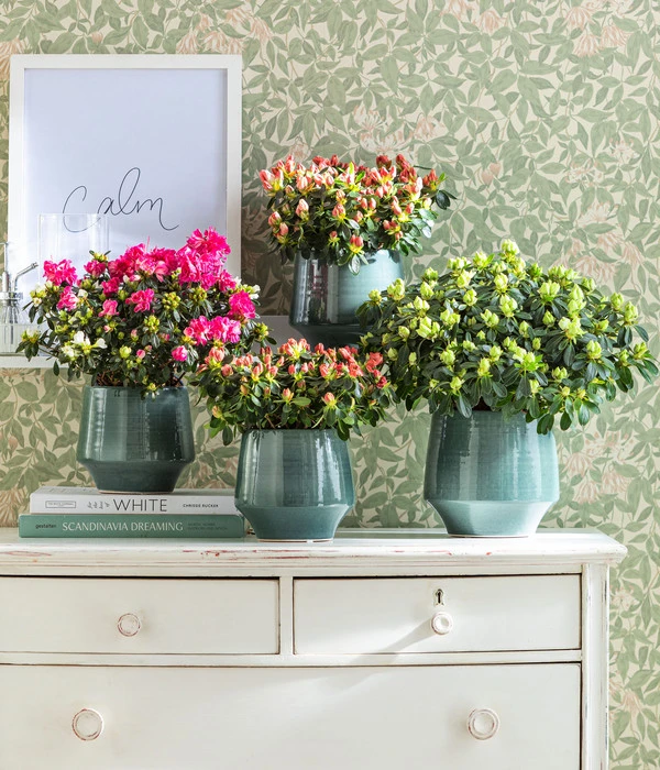 Dehner Keramik-Übertopf Elsa, Bauchig, Türkis – Bild 2