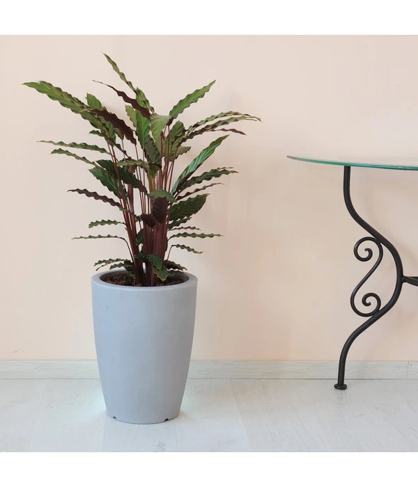 Farmet Kunststoff-Pflanzkübel Hydra – Bild 2