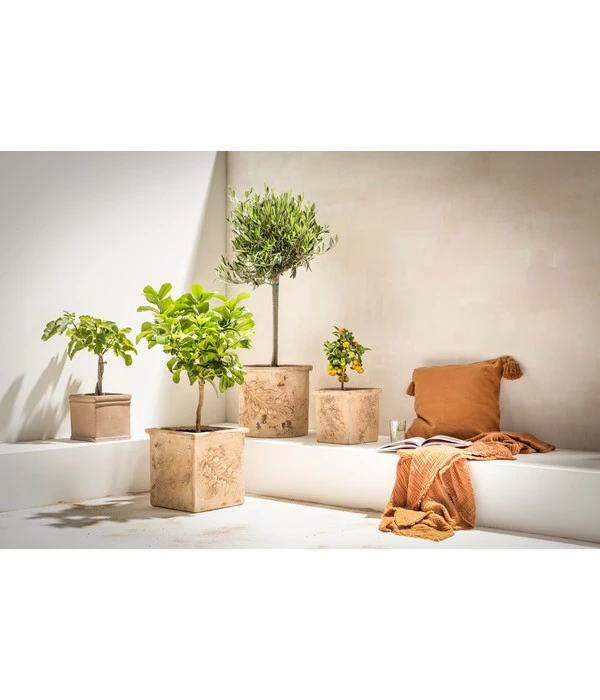 Dehner Terrakotta-Topf, Terrakotta-antik – Bild 2