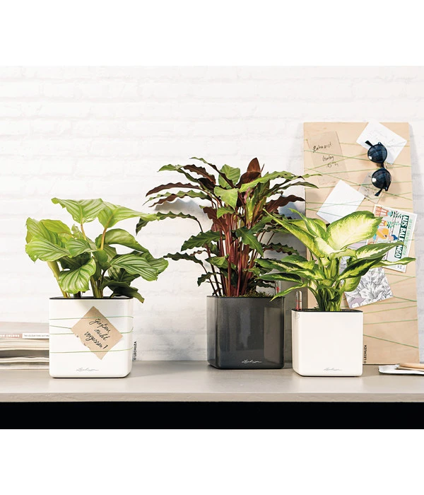 LECHUZA® CUBE Glossy, All-in-One Set – Bild 5