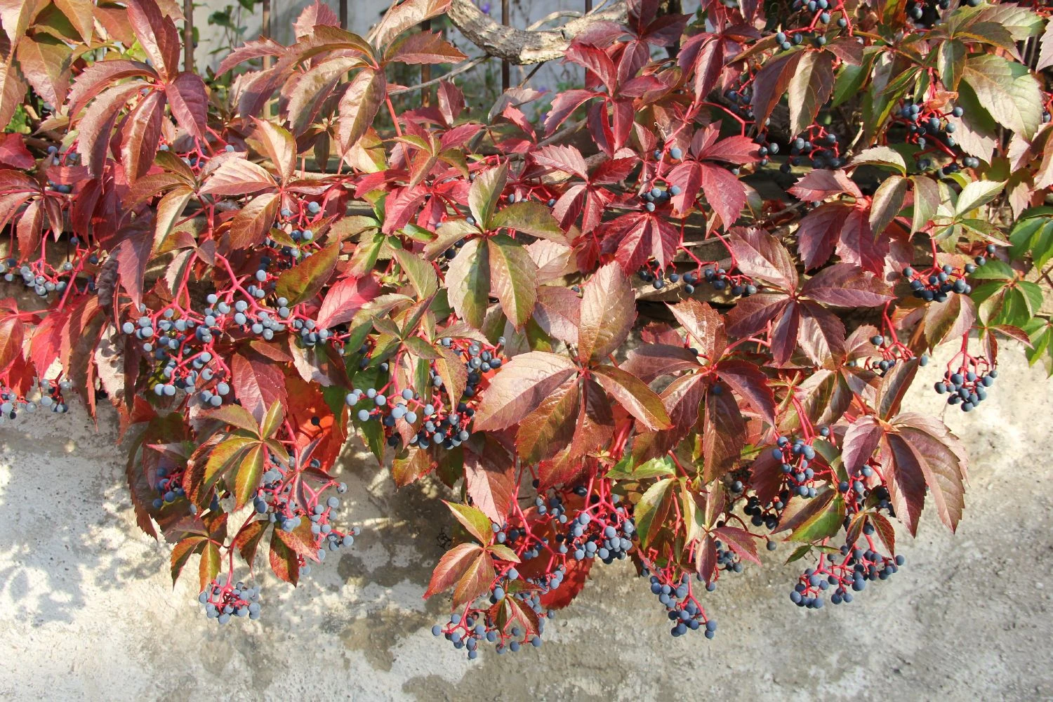 Parthenocissus Quinquefolia 'Engelmannii' (Engelmanns-Wilder-Wein)