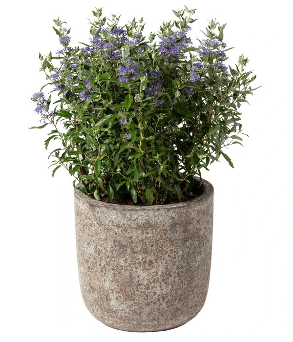 Dehner Keramik-Topf Bungxe, Meliert