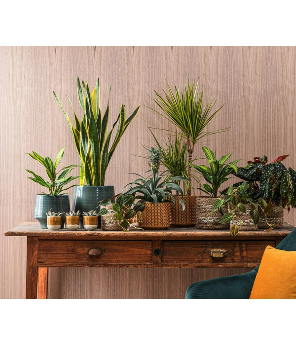 Dehner Keramik-Übertopf Elsa, Bauchig, Türkis – Bild 3