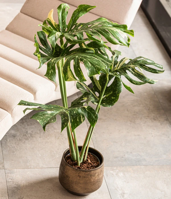 Dehner Keramik-Übertopf Mathea, Bauchig, Gold/braun – Bild 3