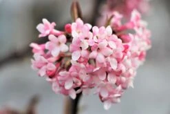 Viburnum X Bodnantense 'Dawn' (Duftender Winter-Schneeball)