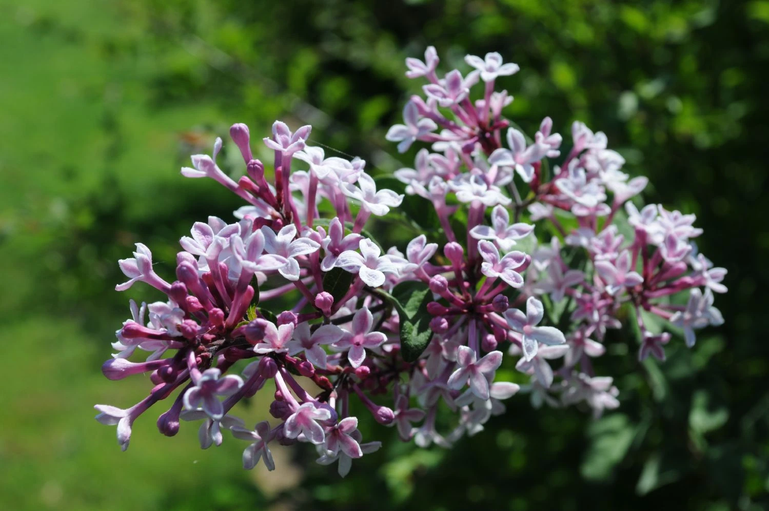 Syringa Microphylla 'Superba' (Flieder) – Bild 2