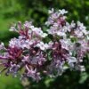 Syringa Microphylla 'Superba' (Flieder)