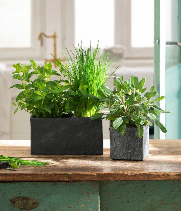 Dehner Zement-Jardiniere Slate, Rechteckig, Grau – Bild 3