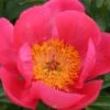 Paeonia Lactiflora 'Flame' (Staudenpfingstrose)