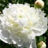 Paeonia Lactiflora 'Louis Barthelot' (Staudenpfingstrose)