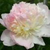 Paeonia Lactiflora 'Raspberry Sundae' (Staudenpfingstrose)