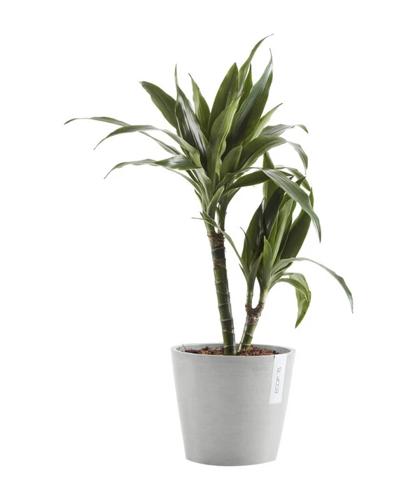 Ecopots Kunststoff-Topf Amsterdam Mit Wassersystem, Rund, Hellgrau – Bild 2