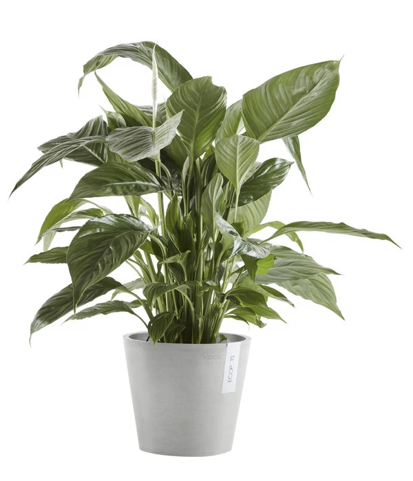 Ecopots Kunststoff-Topf Amsterdam Mit Wassersystem, Rund, Hellgrau – Bild 3