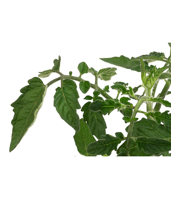 Sonnenparadeiser, Gelb – Bild 5