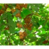 Kiwi 'Issai'