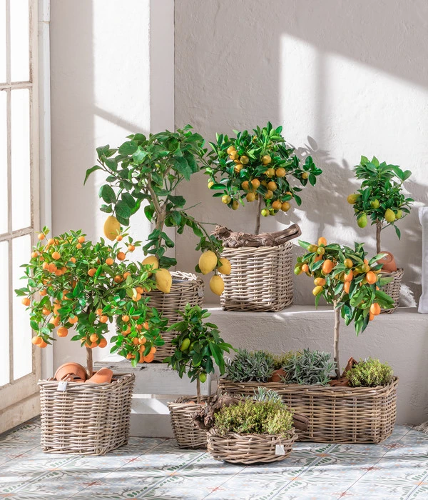 Dehner Gourmet Garten Goldsalbei – Bild 3