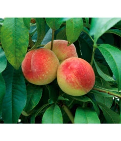 Dehner Pfirsich 'Amsden'