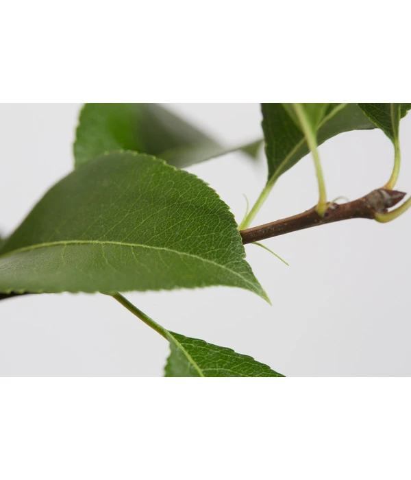 Sommerbirne 'Gute Luise' – Bild 4