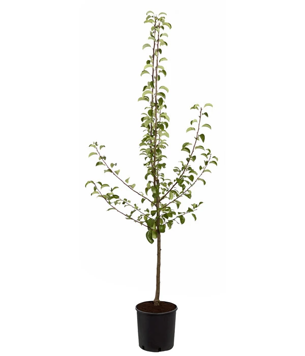 Sommerbirne 'Gute Luise' – Bild 3