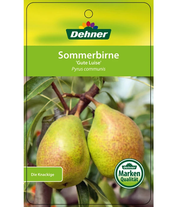 Sommerbirne 'Gute Luise' – Bild 6