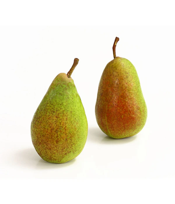 Sommerbirne 'Gute Luise' – Bild 2