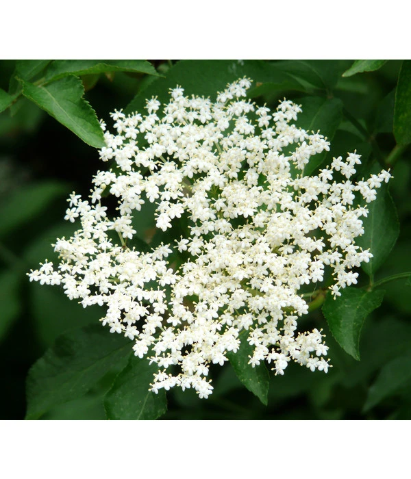 Großfruchtiger Holunder 'Haschberg' – Bild 3