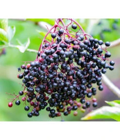 Großfruchtiger Holunder 'Haschberg'