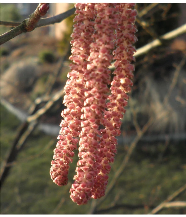 Dehner Haselnuss 'Rote Zellernuss' – Bild 4