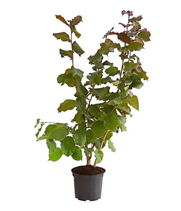 Dehner Haselnuss 'Rote Zellernuss' – Bild 2