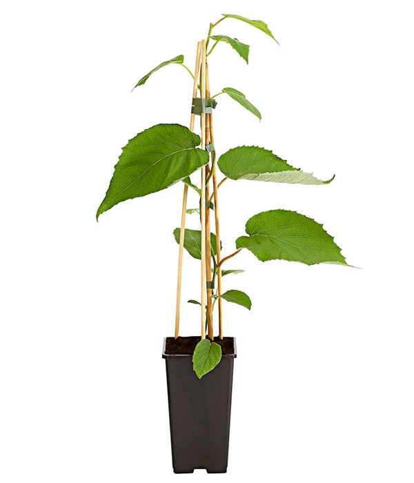 Dehner Kiwi 'Hayward', Weiblich – Bild 2