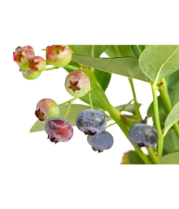 Dehner Gourmet Garten Heidelbeere 'Spartan' – Bild 5