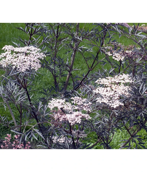 Holunder 'Black Lace' – Bild 4