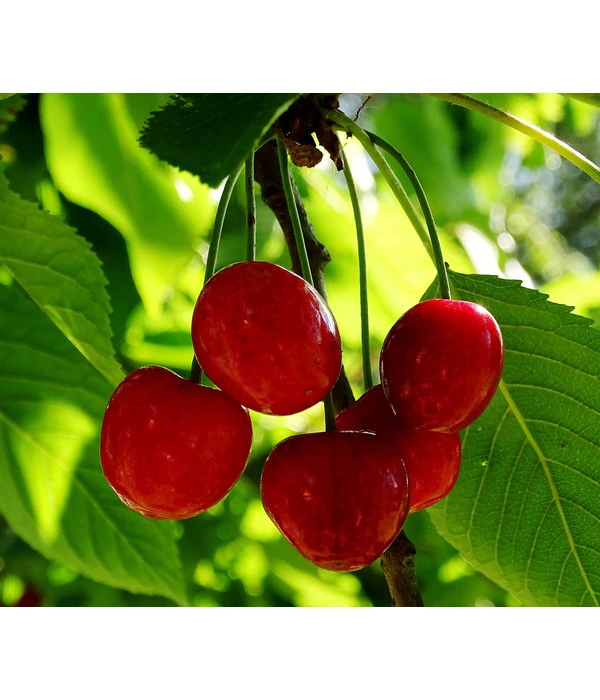 Zwergsauerkirsche – Bild 2